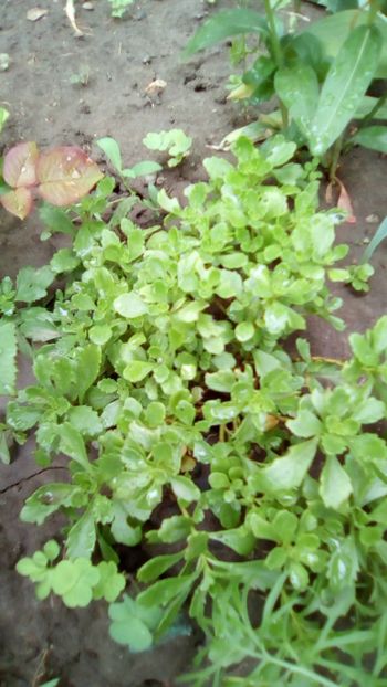  - 3 Eu si florile mele