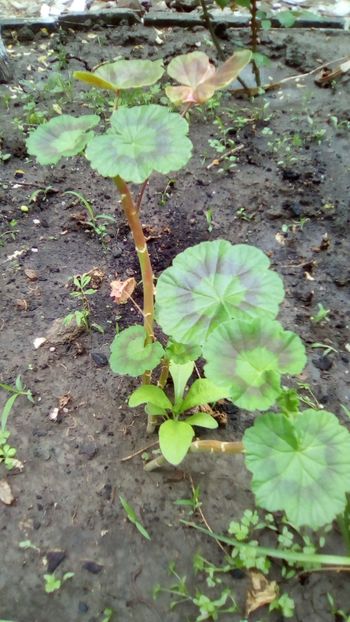 Muscate - Pelargonium - Muscate