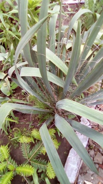 Yucca filamentosa - 3 Eu si florile mele