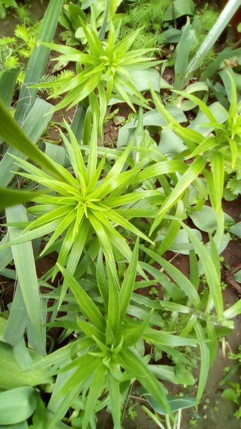 Crinul alb de gradina (Lilium Candium) - Crini