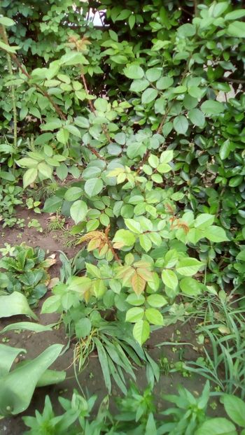 Perennial Blue - 3 Eu si florile mele