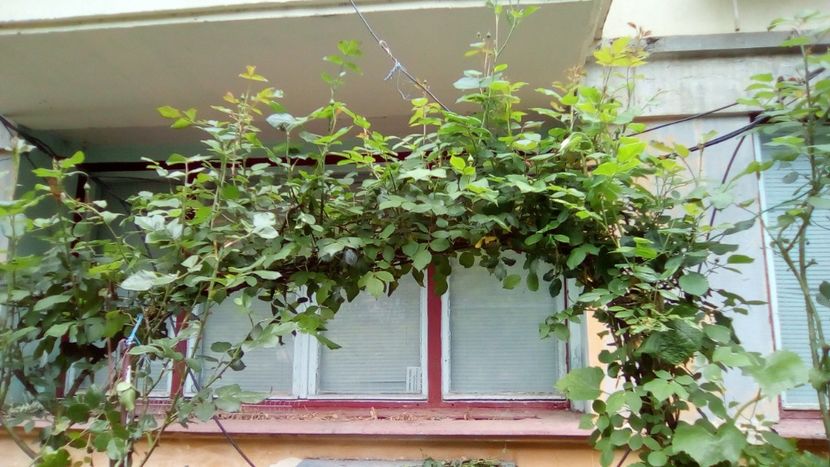 Santana si Parade - 3 Eu si florile mele