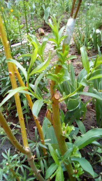 Salcie plangatoare - Salix babylonica - 3 Eu si florile mele