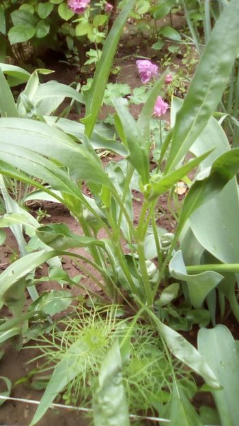 IMG-20180503-WA0075 - 3 Eu si florile mele