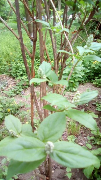 IMG-20180503-WA0085 - 3 Eu si florile mele