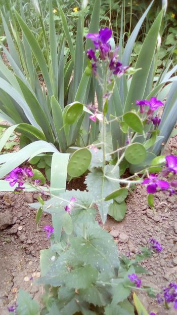 IMG-20180503-WA0089 - Lunaria annua