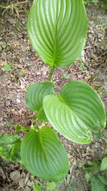 IMG-20180503-WA0093 - Hosta plantaginea