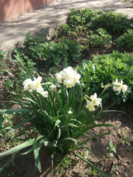  - Gradina 2- 2018