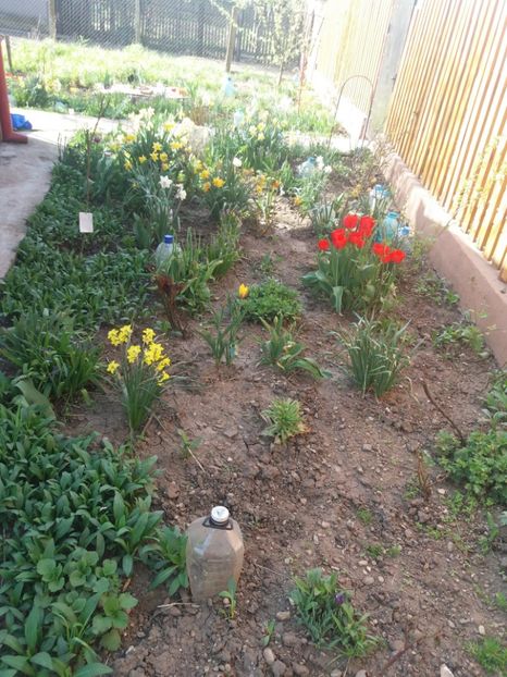  - Gradina 2- 2018