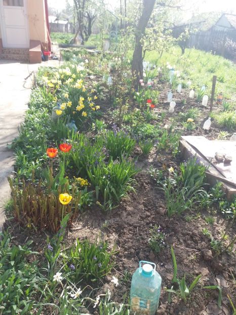  - Gradina 2- 2018