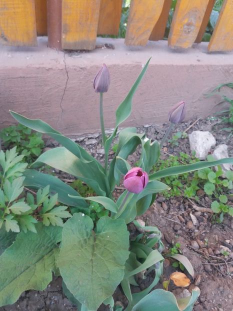  - Gradina 2- 2018