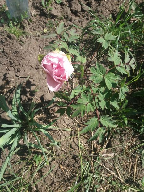  - Gradina 2- 2018