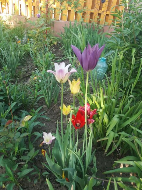  - Gradina 2- 2018