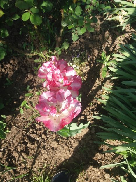  - Gradina 2- 2018