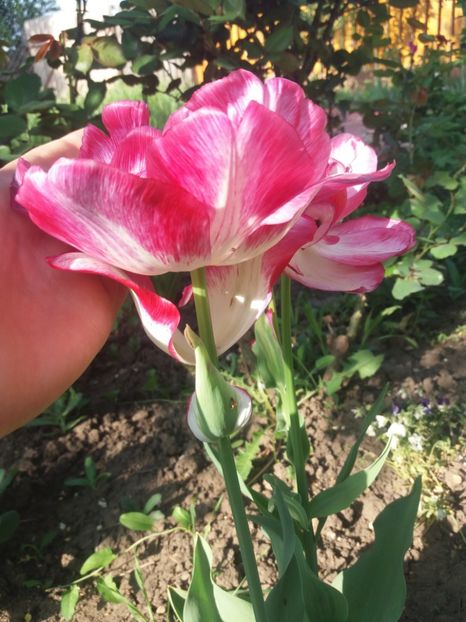  - Gradina 2- 2018