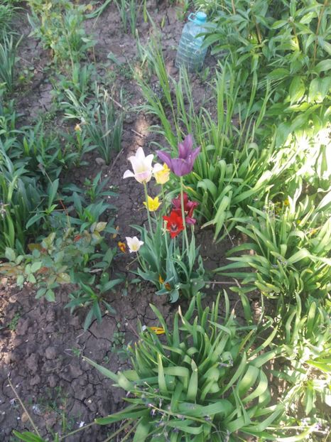 - Gradina 2- 2018