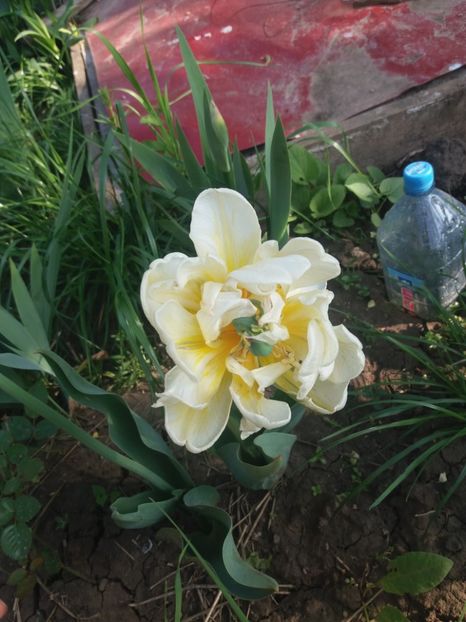  - Gradina 2- 2018