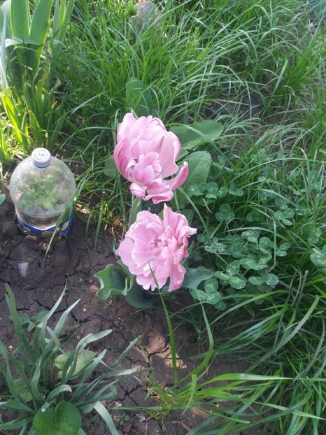  - Gradina 2- 2018