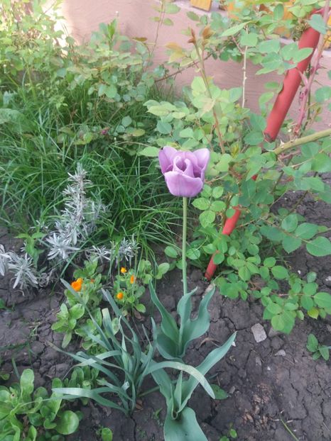  - Gradina 2- 2018