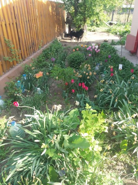  - Gradina 2- 2018
