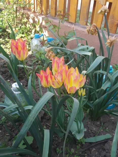  - Gradina 2- 2018