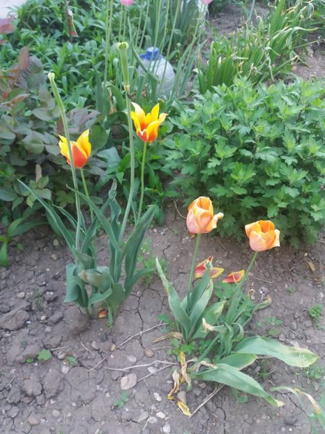  - Gradina 2- 2018