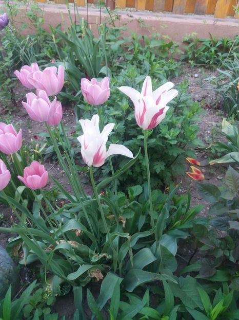  - Gradina 2- 2018