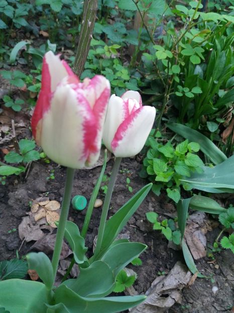  - Gradina 2- 2018