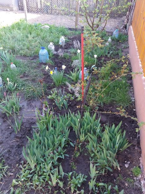  - Gradina 2- 2018