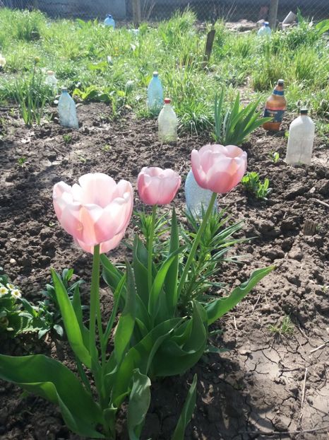  - Gradina 2- 2018
