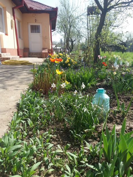  - Gradina 2- 2018