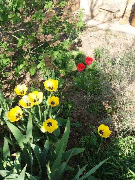 - Gradina 2- 2018