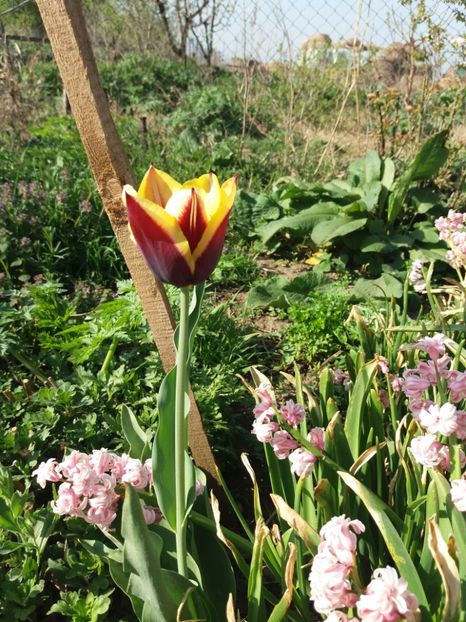  - Gradina 2- 2018