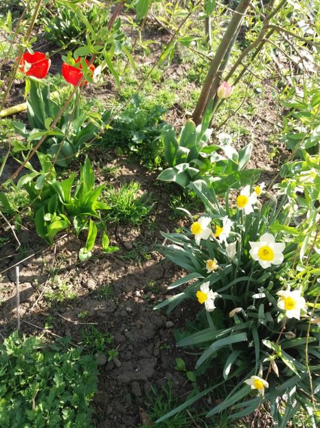  - Gradina 2- 2018