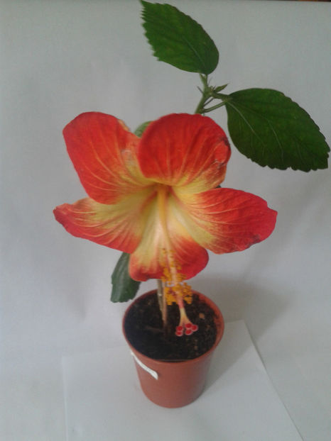  - HIBISCUS 2018