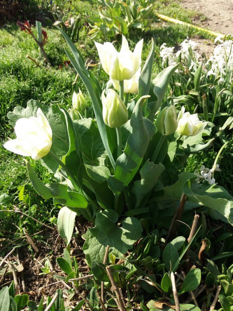  - Gradina 2- 2018