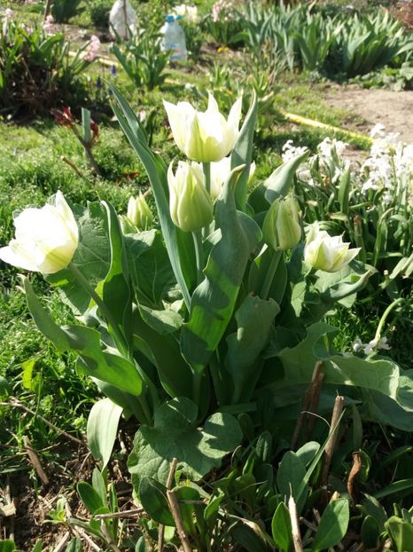  - Gradina 2- 2018