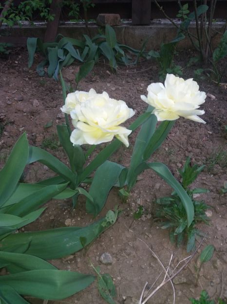 - Gradina 2- 2018
