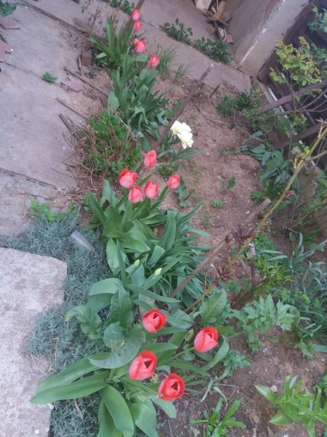  - Gradina 2- 2018