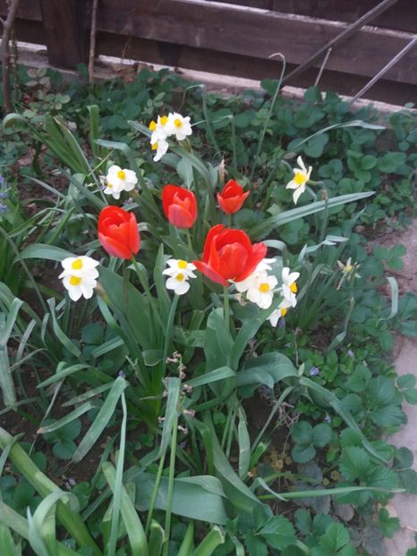 - Gradina 2- 2018
