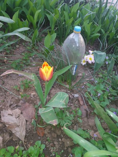  - Gradina 2- 2018