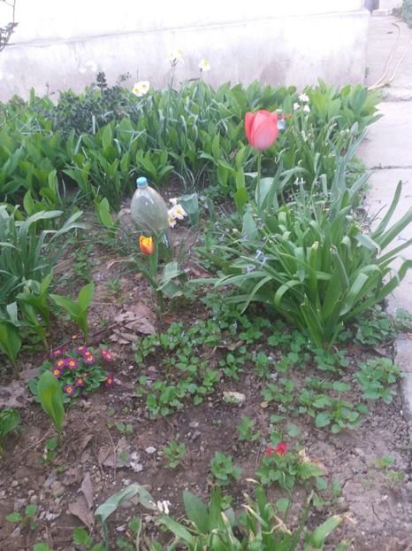  - Gradina 2- 2018
