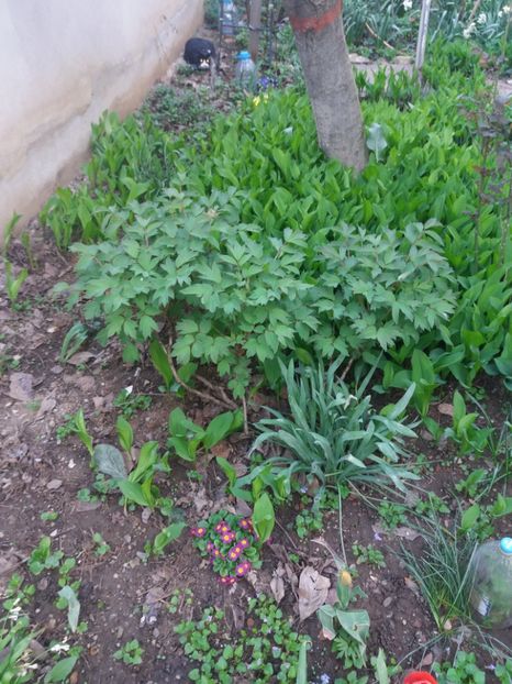  - Gradina 2- 2018