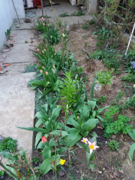  - Gradina 2- 2018