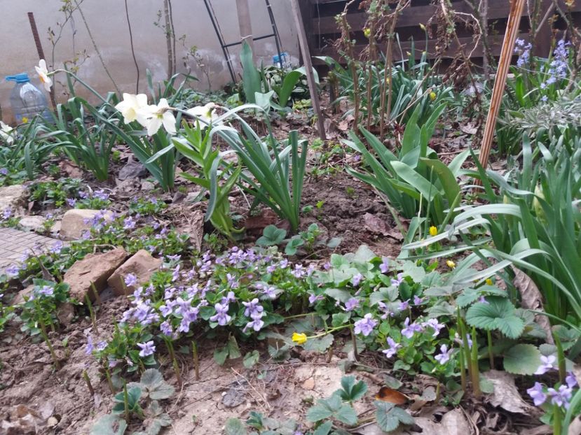  - Gradina 2- 2018