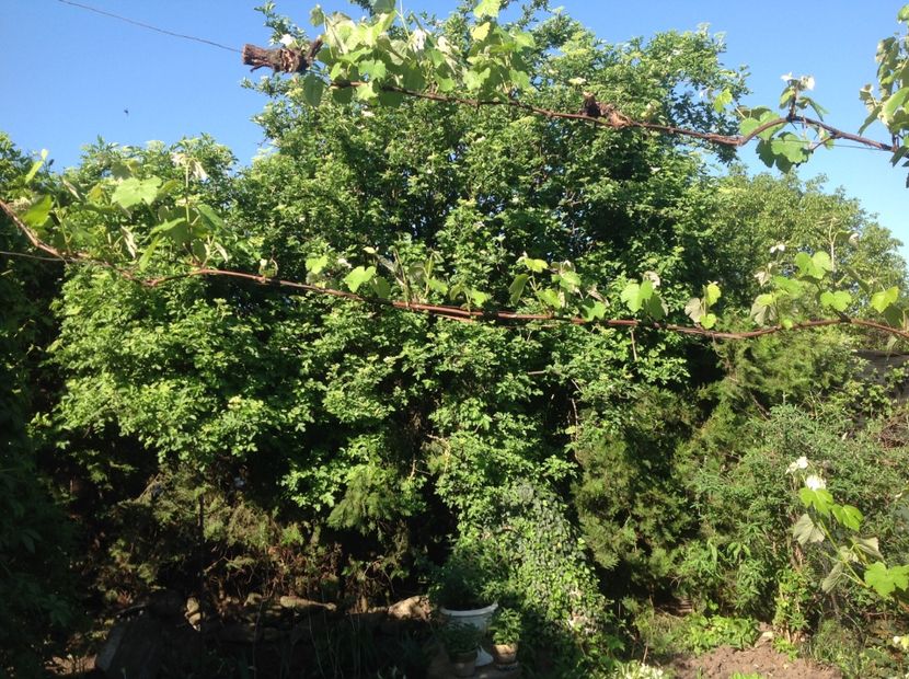 Gard din soc si tuja - Gradina secreta de nord