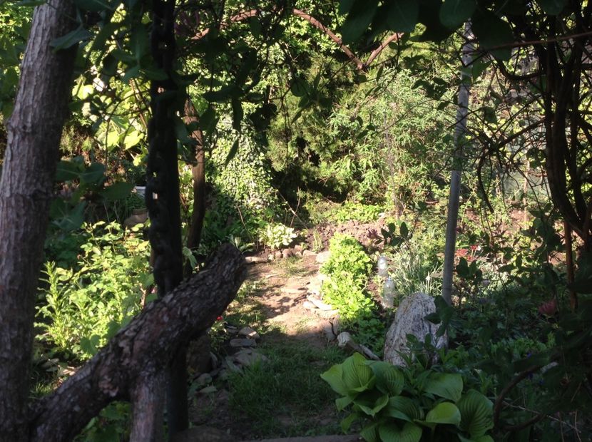 Dimineața cu soarele in vizita - Gradina secreta de nord