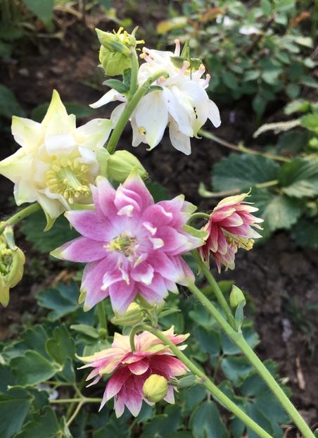 697A76C3-2CC2-4745-AAE2-AF5434888300 - Caldaruse 2017