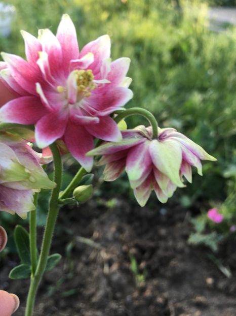 37260226-AEE3-46DB-A4F3-DAF53B8B97FE - Caldaruse 2017