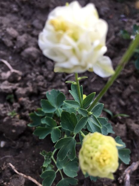 E2D87DE1-32ED-4D96-9AD3-7071A5ED1E51 - Caldaruse 2017